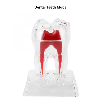 Odontologija Dantų Balinimas Dantų, Dantų Modelio Atskirti Plastiko Dantų Endodontinis Studentų Švietimo Priemonė, Odontologijos Įranga
