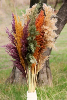 Nekilnojamojo pampas Natūralių Džiovintų Pampos Žolė Phragmites Communis,Vestuvių Gėlių Krūva 40-50 cm Ūgio Namų Dekoro Vardinė džiovintos gėlės