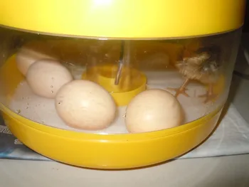 10 Kiaušinių Talpa Vištos Kiaušinių Inkubatorius Paukščių Kiaušinių Stovas Dėklas Automatinė Pažangios Kontrolės Putpelių Papūga Inkubacijos Įrankis